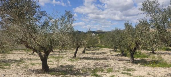 Terreno en La mela s/n