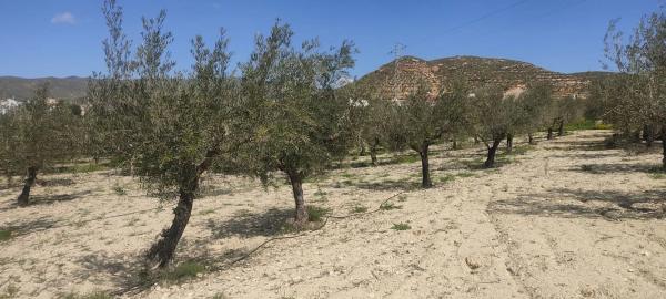 Terreno en La mela s/n