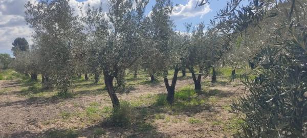 Terreno en La mela s/n