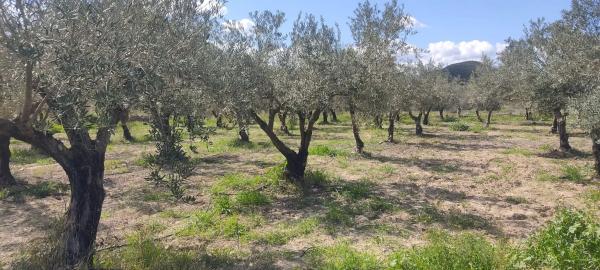 Terreno en La mela s/n