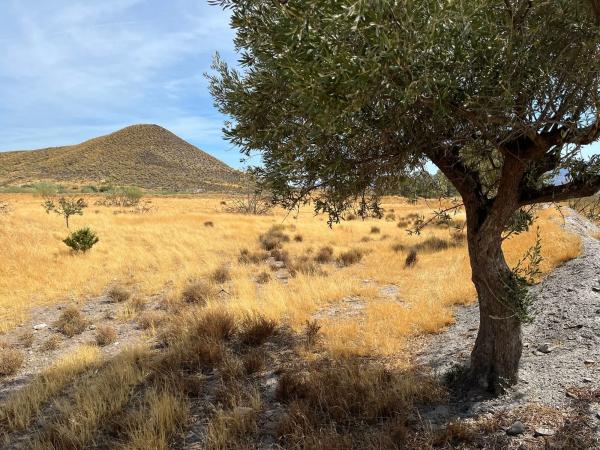 Terreno en Cerrillo del Águila s/n