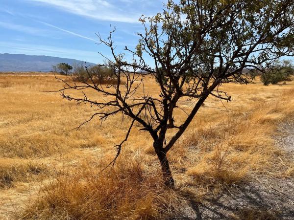 Terreno en Cerrillo del Águila s/n
