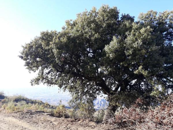 Terreno en piedras aldana - tabernas s/n
