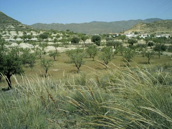 Terreno en carretera la mela, 1