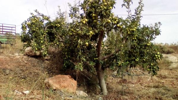 Terreno en carretera Nacional 340, km 488