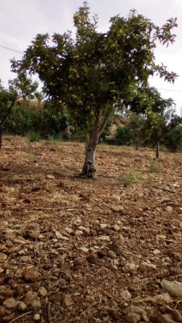 Terreno en carretera Nacional 340, km 488
