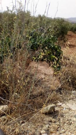 Terreno en carretera Nacional 340, km 488