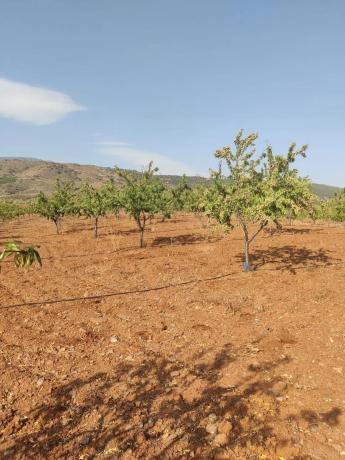 Terreno en calle El Campillo s/n
