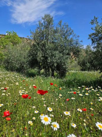 Terreno en Fuente agria, 8