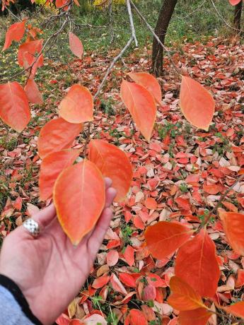 Terreno en Fuente agria, 8