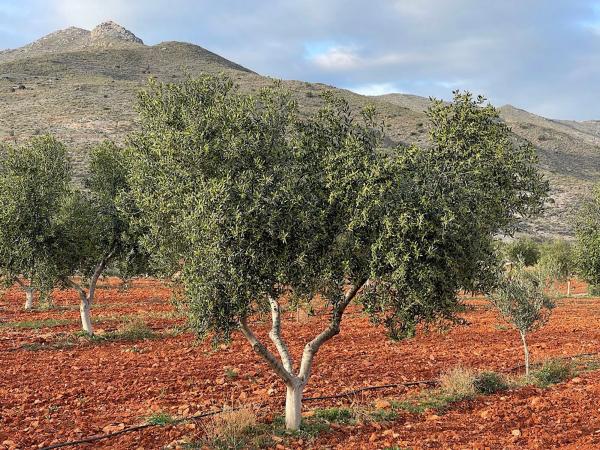 Terreno en Uleila del Campo