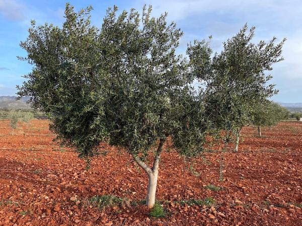 Terreno en Uleila del Campo