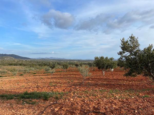 Terreno en Uleila del Campo