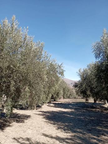 Terreno en Pago de la Cruz s/n