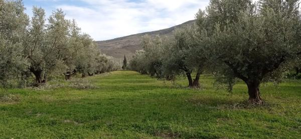 Terreno en camino del Juaez s/n