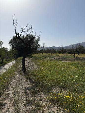 Terreno en camino Moladi