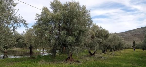 Terreno en camino del Juaez s/n