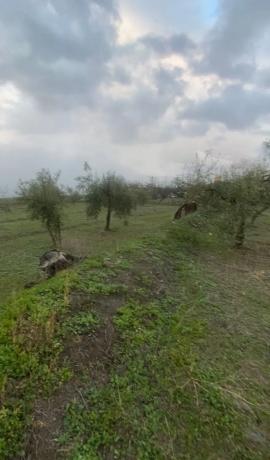 Terreno en carretera Estacion