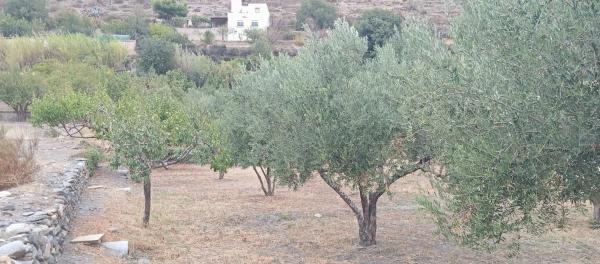 Terreno en poligono 21 Parcela 71, 71