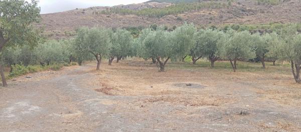 Terreno en poligono 21 Parcela 71, 71