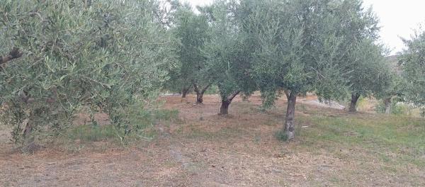 Terreno en poligono 21 Parcela 71, 71