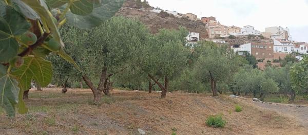 Terreno en poligono 21 Parcela 71, 71