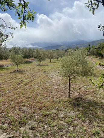 Terreno en Tachas, 37