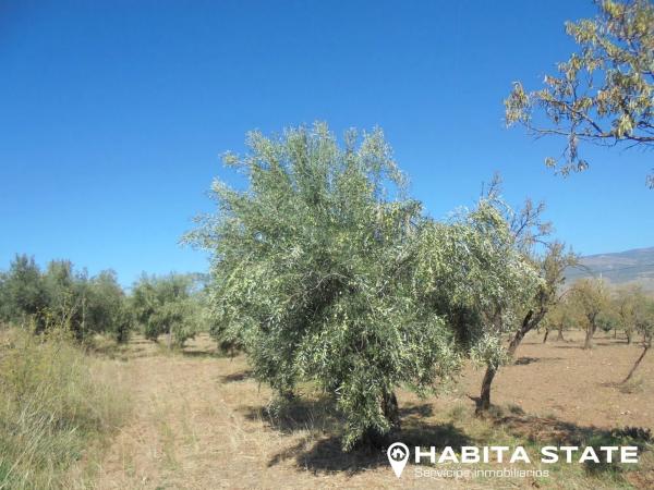 Terreno en Paraje Escuchagranos s/n