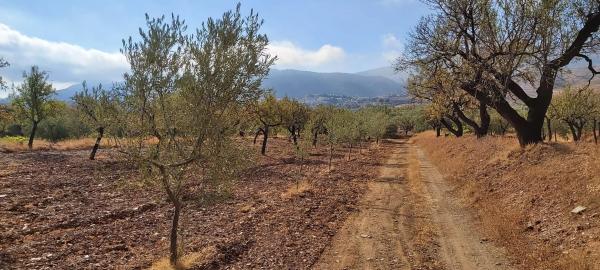 Terreno en calle El Campillo, 1