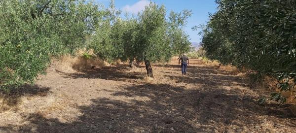Terreno en calle El Campillo, 1