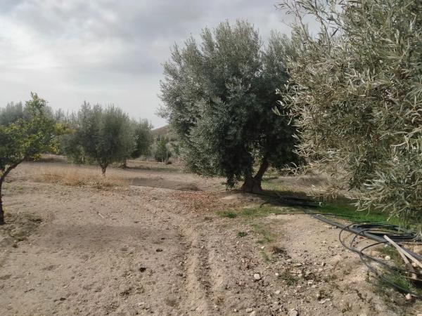 Terreno en camino Viejo de Senes s/n