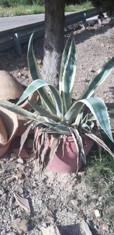 Terreno en rambla del Marqués, km 9