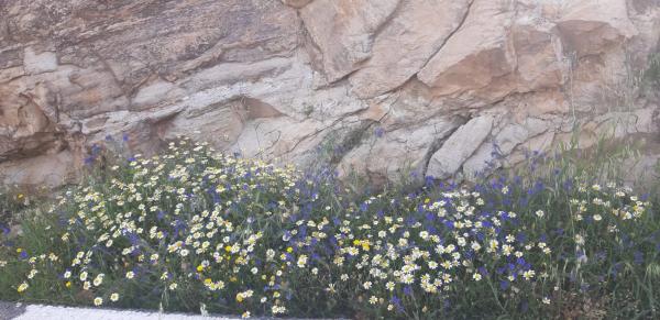 Terreno en rambla del Marqués, km 9