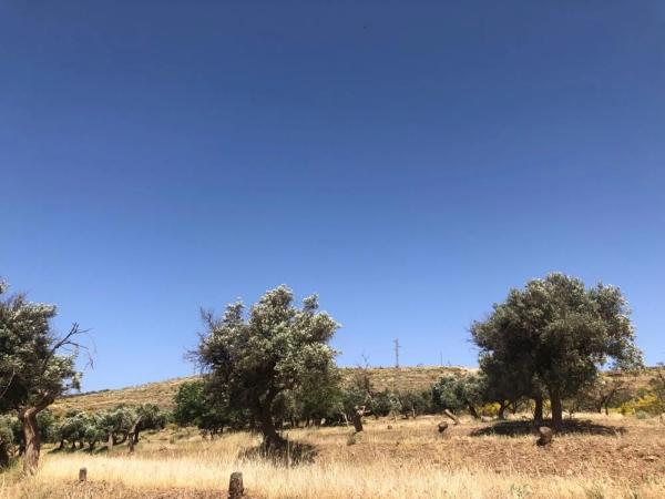 Terreno en camino Viejo a Fiñana s/n