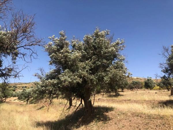Terreno en camino Viejo a Fiñana s/n