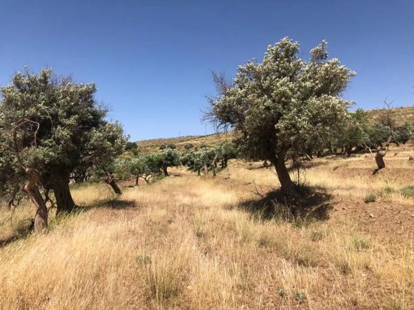 Terreno en camino Viejo a Fiñana s/n