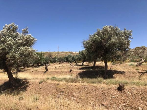 Terreno en camino Viejo a Fiñana s/n