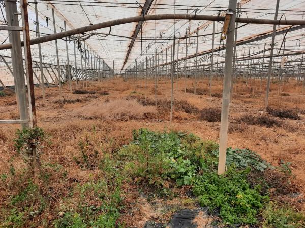 Terreno en rambla Rabia