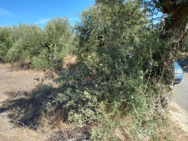 Terreno en Extrarradio Diseminados Dm, 2