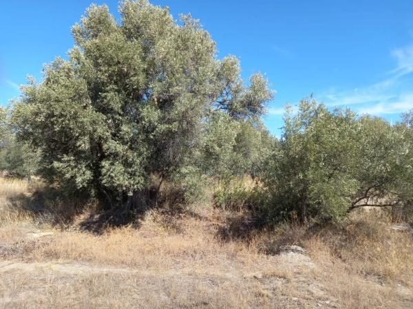 Terreno en Extrarradio Diseminados Dm, 2