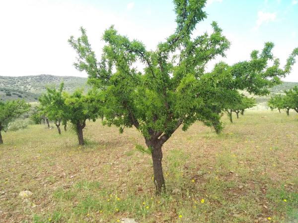 Terreno en Vega de Fiñana, km 92