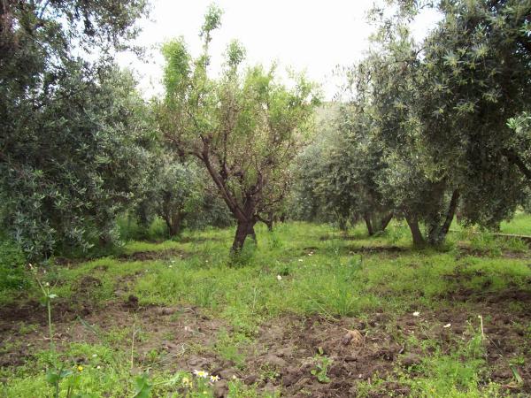 Terreno en via 1, 100