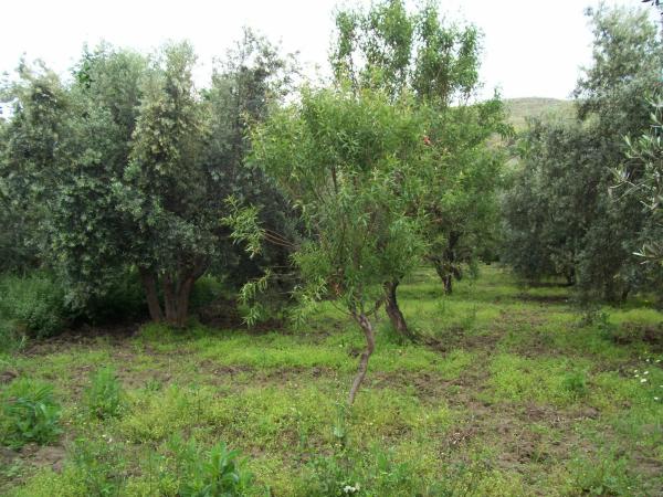 Terreno en via 1, 100