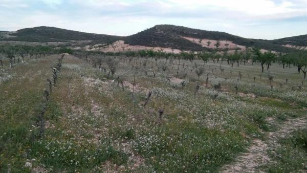 Terreno en camino de los Americanos s/n sn