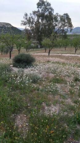 Terreno en camino de los Americanos s/n sn