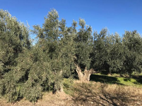 Terreno en Unnamed Road s/n