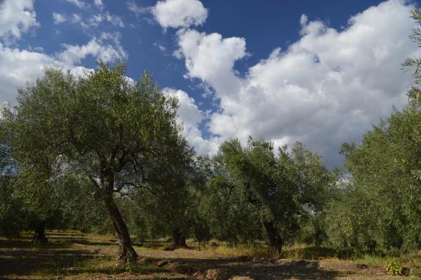 Terreno en Polígono, 22 Parc. 252