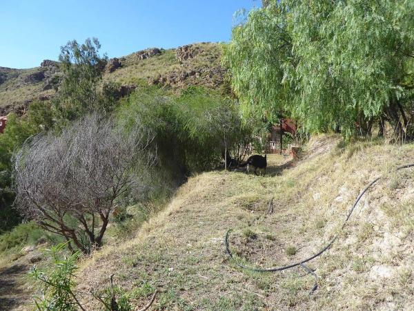 Terreno en calle Golondrina