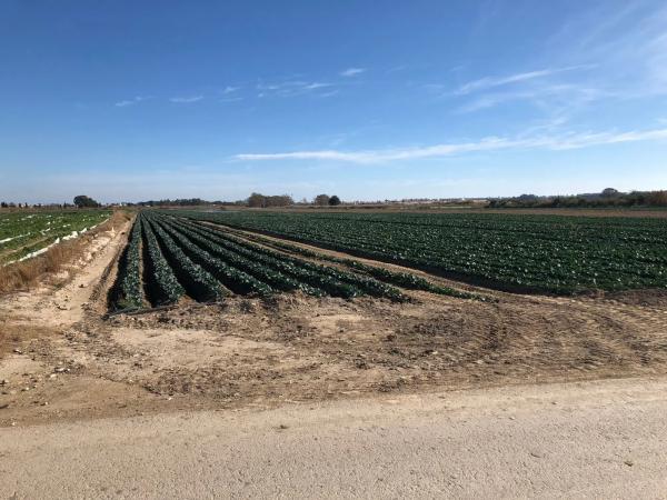 Terreno en Jara de Vera s/n