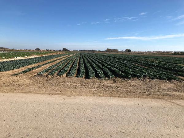Terreno en Jara de Vera s/n